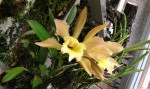 Cattleya forbesii x Rhyncholaelia digbyana fimbripetala.jpg