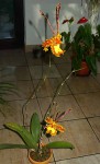 P1330815a.jpg