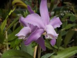 Cattleya kerrii.jpg