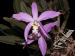 Laelia kettieana x jongheana.jpg