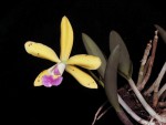 Laelia esalquana x Cattleya aclandidae.jpg