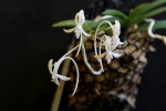 Neofinetia falcata 2.jpg