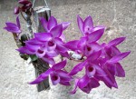 Dendrobium parishii 2019.07.13.jpg