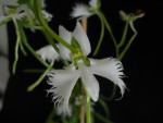 Habenaria radiata 2019 (5).JPG