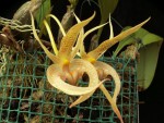 Bulb. sumatranum.jpg
