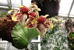 Stanhopea tigrina.jpg