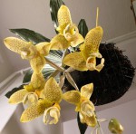 Stanhopea wardii.jpg