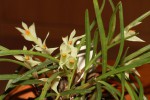 IMG_2589  Dendr. pentapterum.jpg