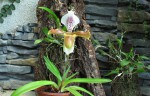 Paphiopedilum gratrixianum.jpg