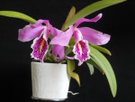 Cattleya maxima 001.jpg