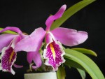 Cattleya maxima 002.jpg