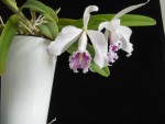 Cattleya maxima 004.jpg