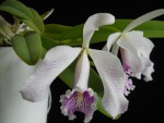 Cattleya maxima 006.jpg