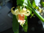 Dendrobium ochraceum 001.jpg