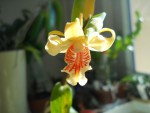 Dendrobium ochraceum 002.jpg