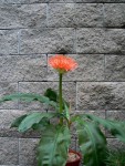 102-1-scadoxus-katharinae-konig-albert.jpg