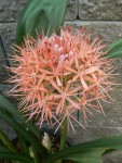 Scadoxus cinnabarinus - kvet.jpg