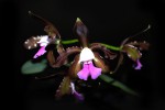 Cattleya guttata var leoparda.jpg