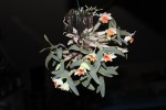 Dendrobium bellatulum.JPG