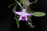 Laelia dayana.JPG