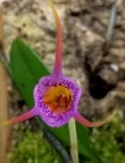 Masdevallia glandulosa.jpg