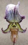 Paphiopedilum fairrieanum.jpg