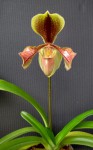 Paphiopedilum villosum.jpg