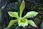 Cattleya forbesii x Rhyncholaelia digbyana fimbripetala.jpg