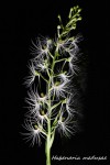 249 Habenaria medusae 2019.jpg