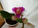 Phal.Lius Bride Rouge KF1 ES.jpg