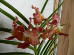 Vanda Udorn Sunchine.jpg