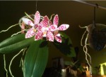 Phal. (amabilis x tetraspis #C1) x tetraspis #C1.jpg