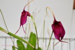 Masdevallia coccinea 2019.jpg