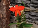 coccinea.jpg