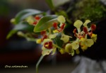 Oncidium coloratum 2019.jpg