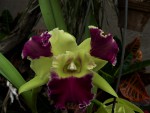 Blc. Kat Red Panda Dragon.jpg