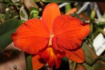 IMG_2628   Blc. Young-Min Orange --  G.S  x Sophr. coccinea 4N.jpg