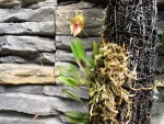 Lepanthes escobariana.jpg