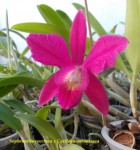 Sophronitis coccinea x Cattleya aurantiaca.jpg