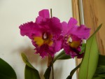 Blc. King of Taiwan 'Ta Hsin #1'.jpg