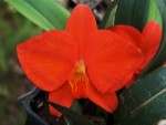 Sophro coccinea wildsed x coccinea monty.jpg