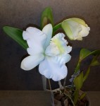 Cattleya Takaki Snowy.jpg