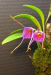 Masdevallia glandulosa.jpg