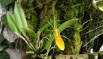 Restrepia brachypus yellow.jpg