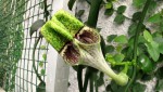 Ceropegia radicans.jpg