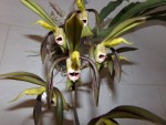 Catasetum saccatum  (2).JPG