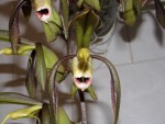 Catasetum saccatum.JPG