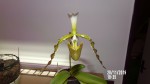 Paphiopedilum dianthum.JPG