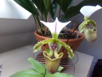 Paphiopedilum spicerianum.JPG