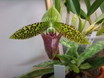 Paphiopedilum sukhakulii.JPG